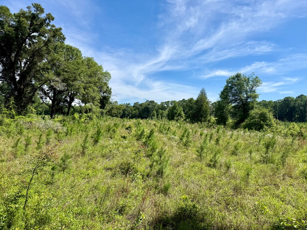 60-acres Hutton Road Hartford, AL 36344 - Photo 7 of 31