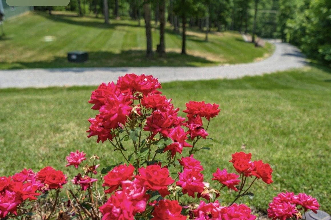 5560 Pinewood Road Franklin, TN 37064 - Photo 37 of 43 a view of a flower