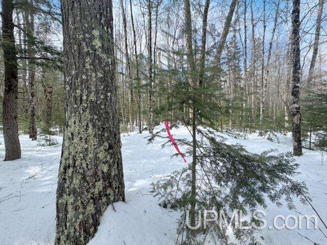 Lot 7 West Tamarack Lake Road Watersmeet, MI 49969 - Photo 3 of 11