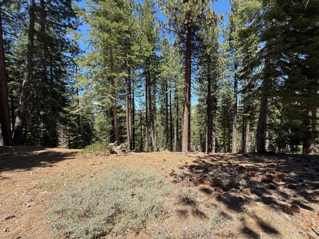 a large tree with lots of trees