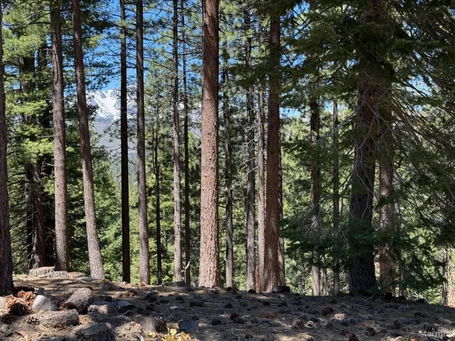 a view of outdoor space with lots of trees