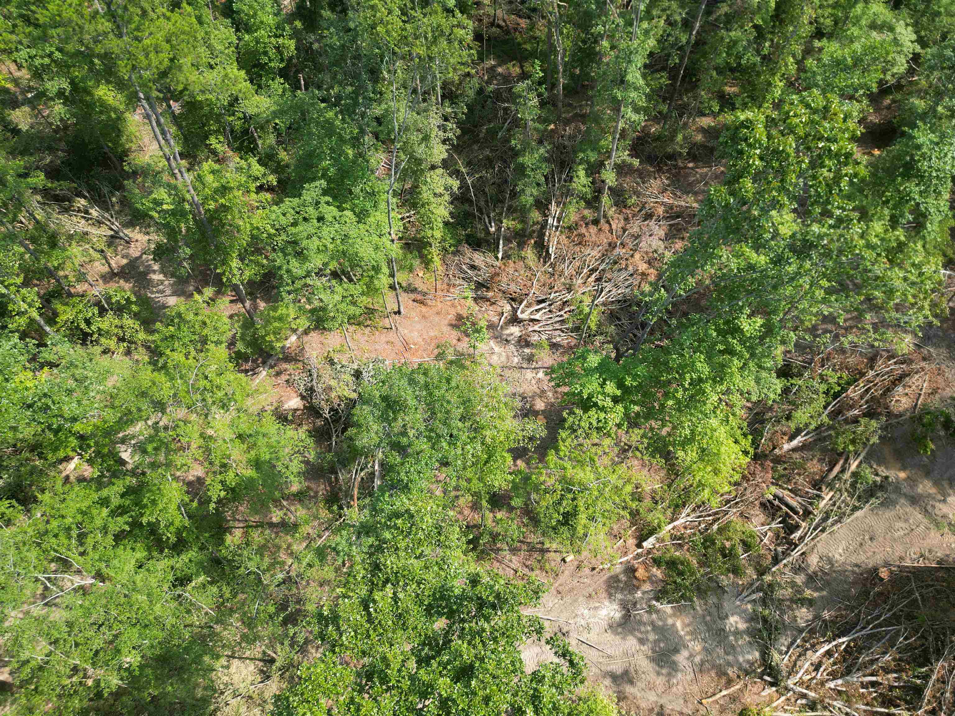 2 Talley Road Hornsby, TN 38044 - Photo 6 of 21 View of local wilderness
