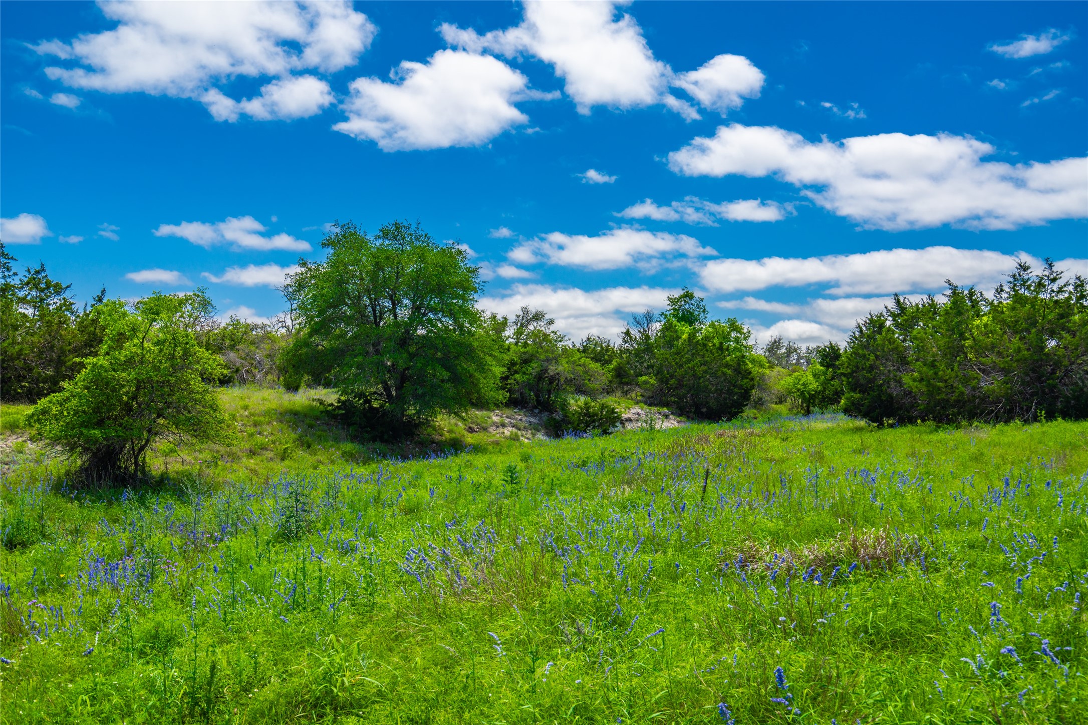 0 Jung Road Harper, TX 78631 - Photo 7 of 17 a view of a bunch of trees and bushes