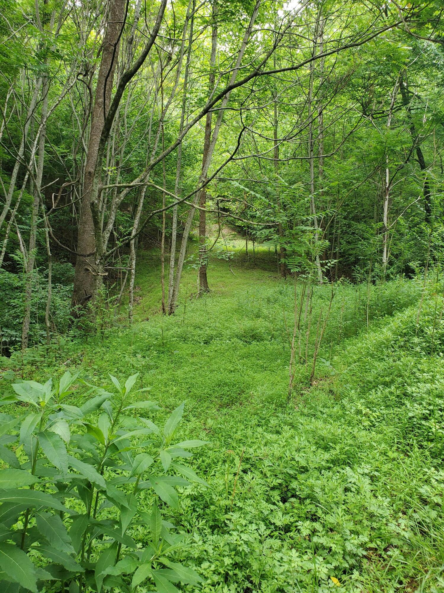 Lot 4 Bailey Hollow Road, Unit 4 Erwin, TN 37650 - Photo 11 of 21 11