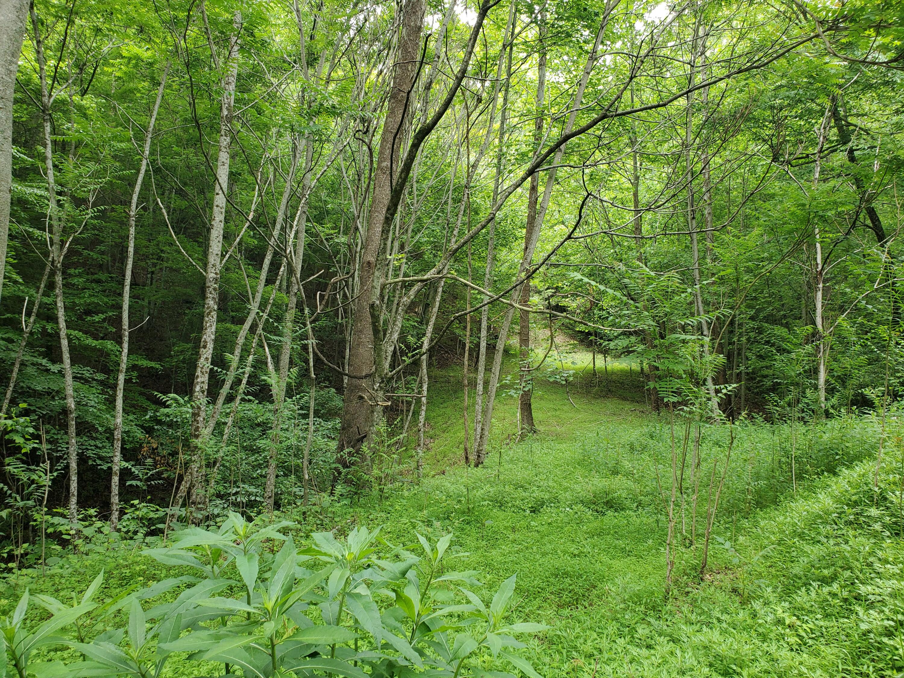Lot 4 Bailey Hollow Road, Unit 4 Erwin, TN 37650 - Photo 12 of 21 12