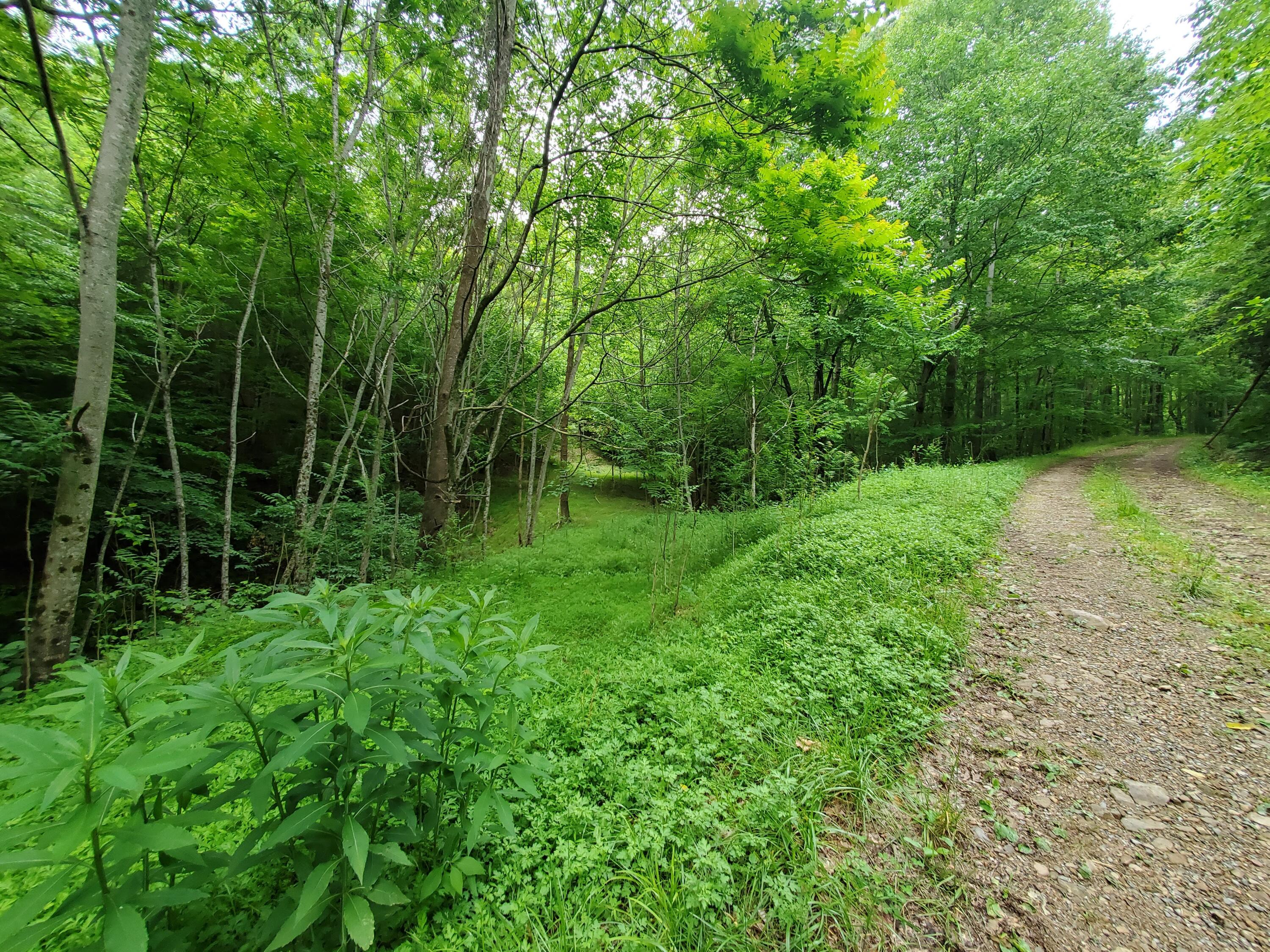 Lot 4 Bailey Hollow Road, Unit 4 Erwin, TN 37650 - Photo 13 of 21 13
