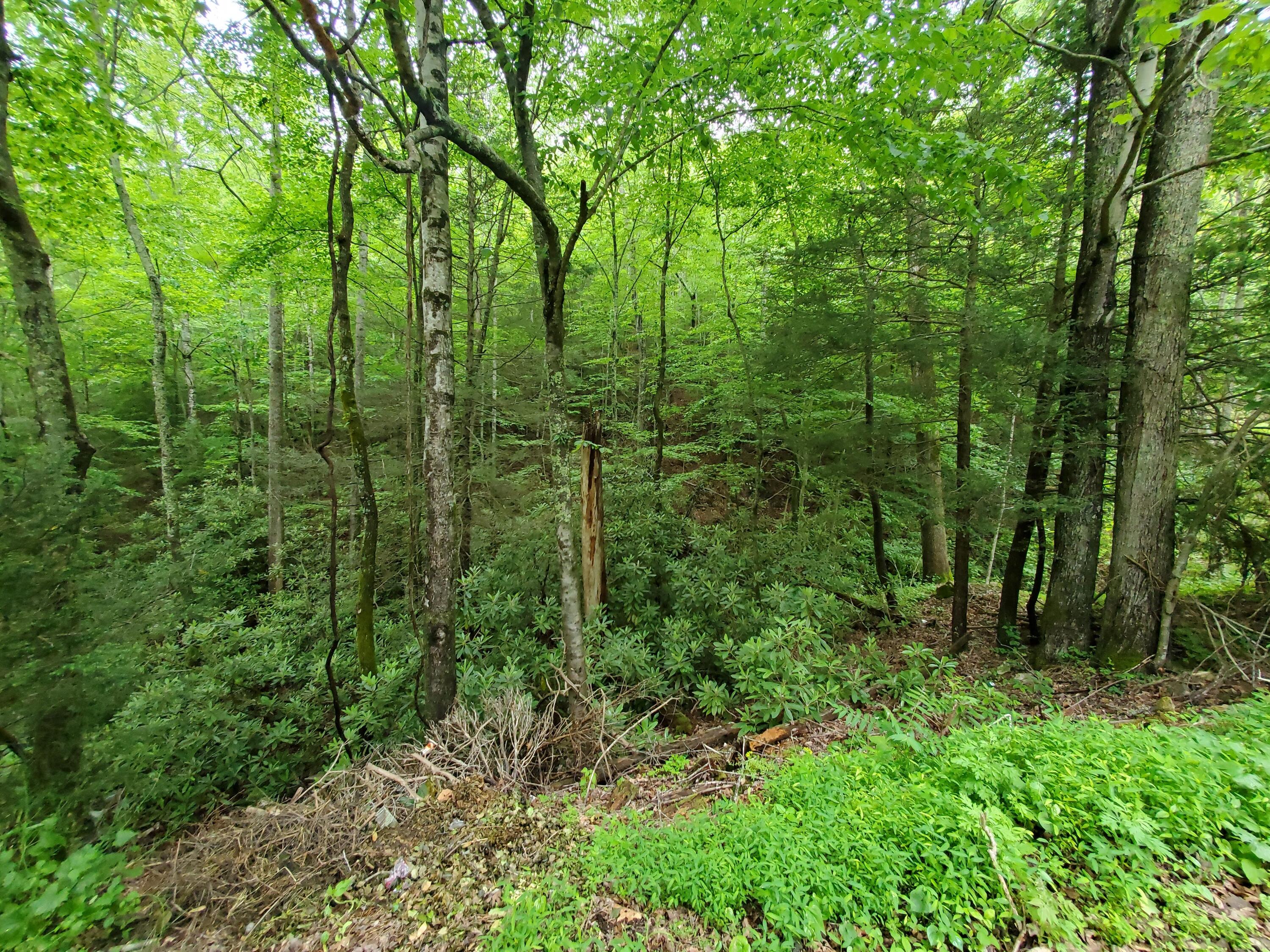 Lot 4 Bailey Hollow Road, Unit 4 Erwin, TN 37650 - Photo 14 of 21 14