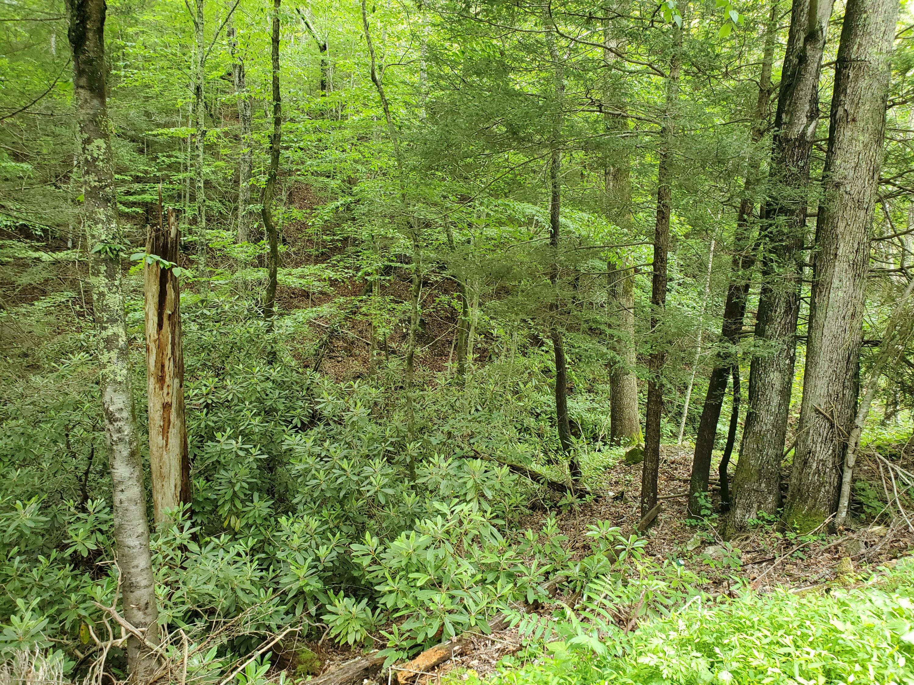 Lot 4 Bailey Hollow Road, Unit 4 Erwin, TN 37650 - Photo 18 of 21 16