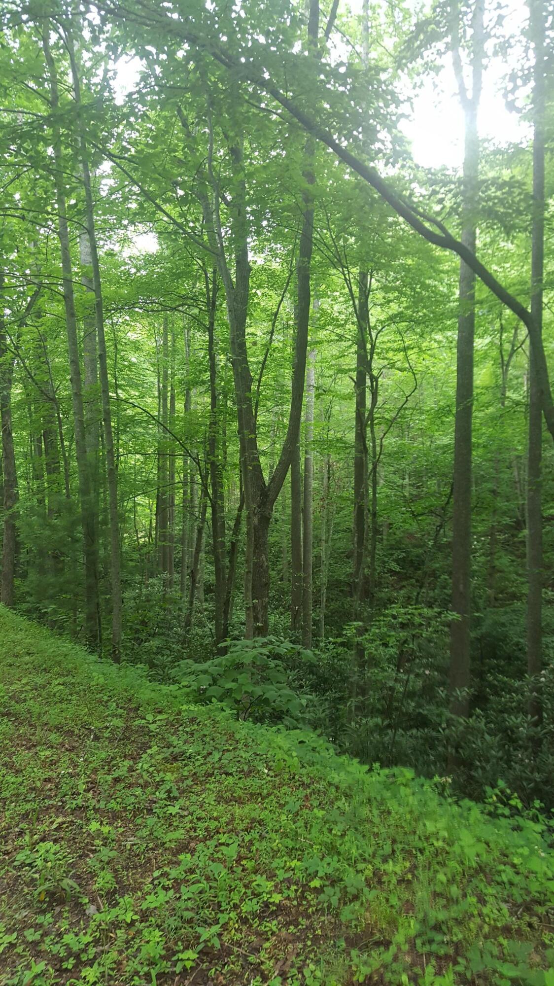 Lot 4 Bailey Hollow Road, Unit 4 Erwin, TN 37650 - Photo 20 of 21 20