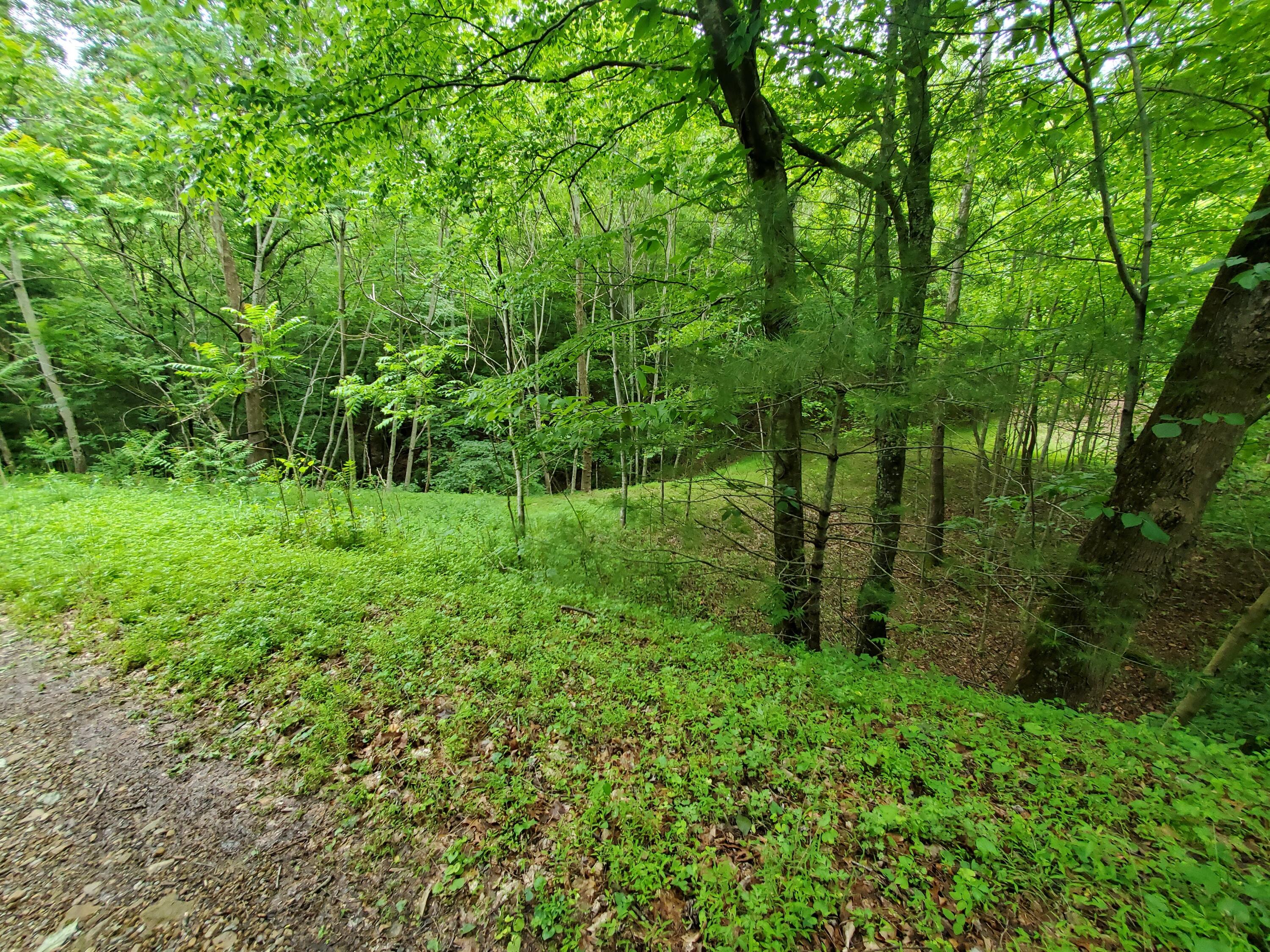 Lot 4 Bailey Hollow Road, Unit 4 Erwin, TN 37650 - Photo 2 of 21 2