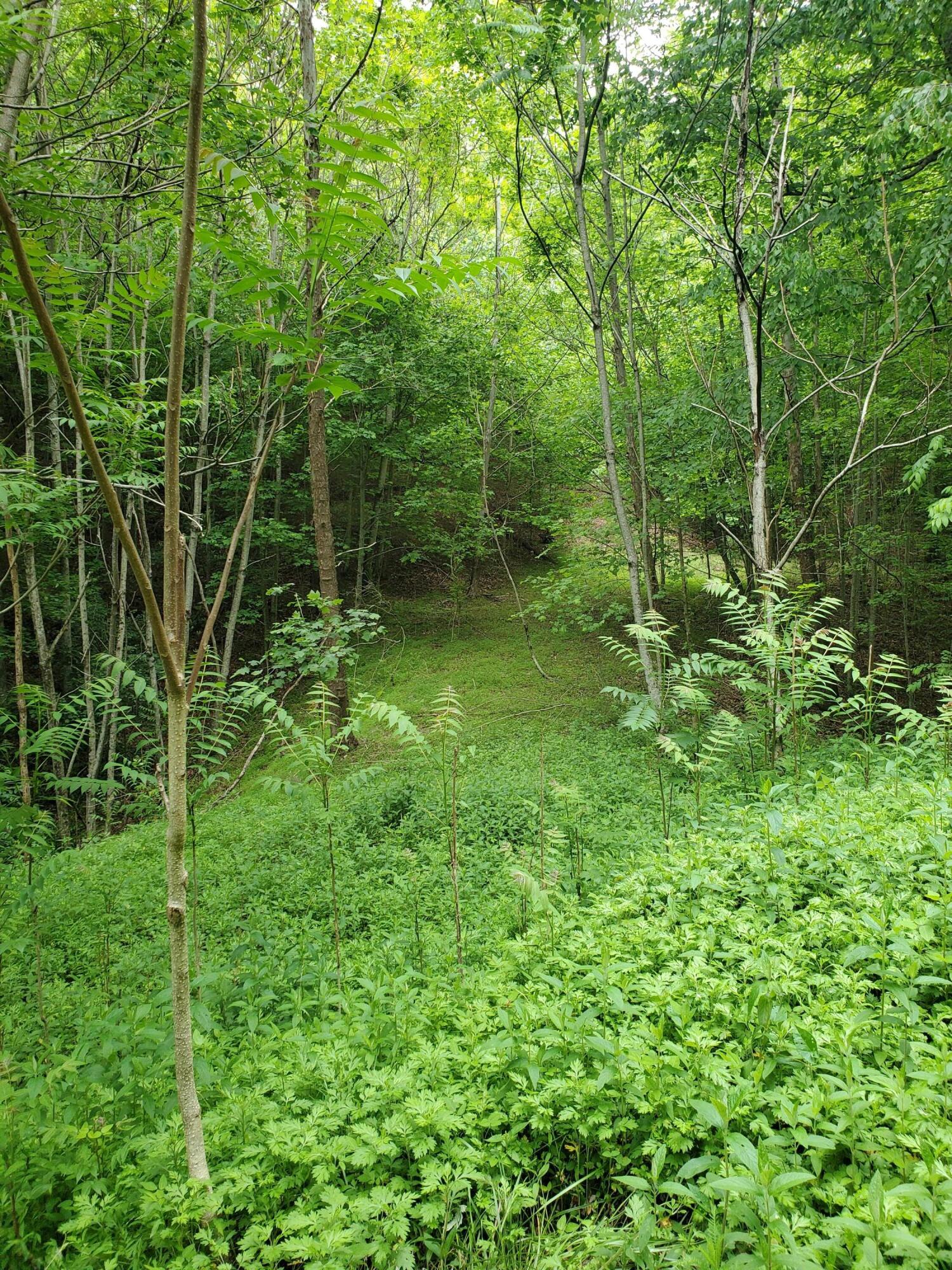 Lot 4 Bailey Hollow Road, Unit 4 Erwin, TN 37650 - Photo 3 of 21 3