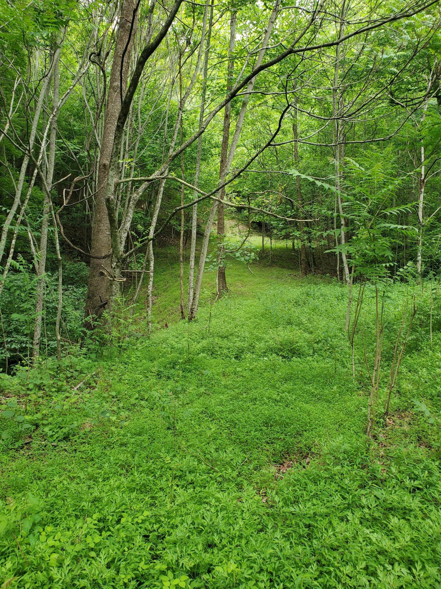 Lot 4 Bailey Hollow Road, Unit 4 Erwin, TN 37650 - Photo 4 of 21 4