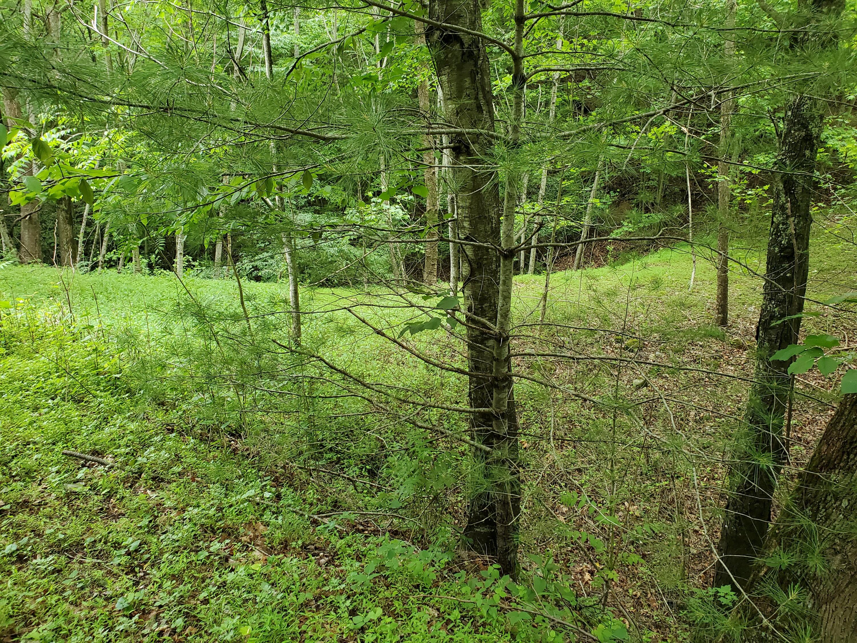 Lot 4 Bailey Hollow Road, Unit 4 Erwin, TN 37650 - Photo 5 of 21 5
