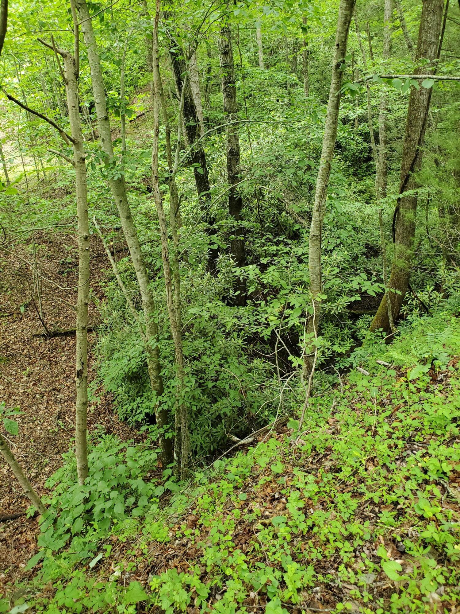 Lot 4 Bailey Hollow Road, Unit 4 Erwin, TN 37650 - Photo 6 of 21 6