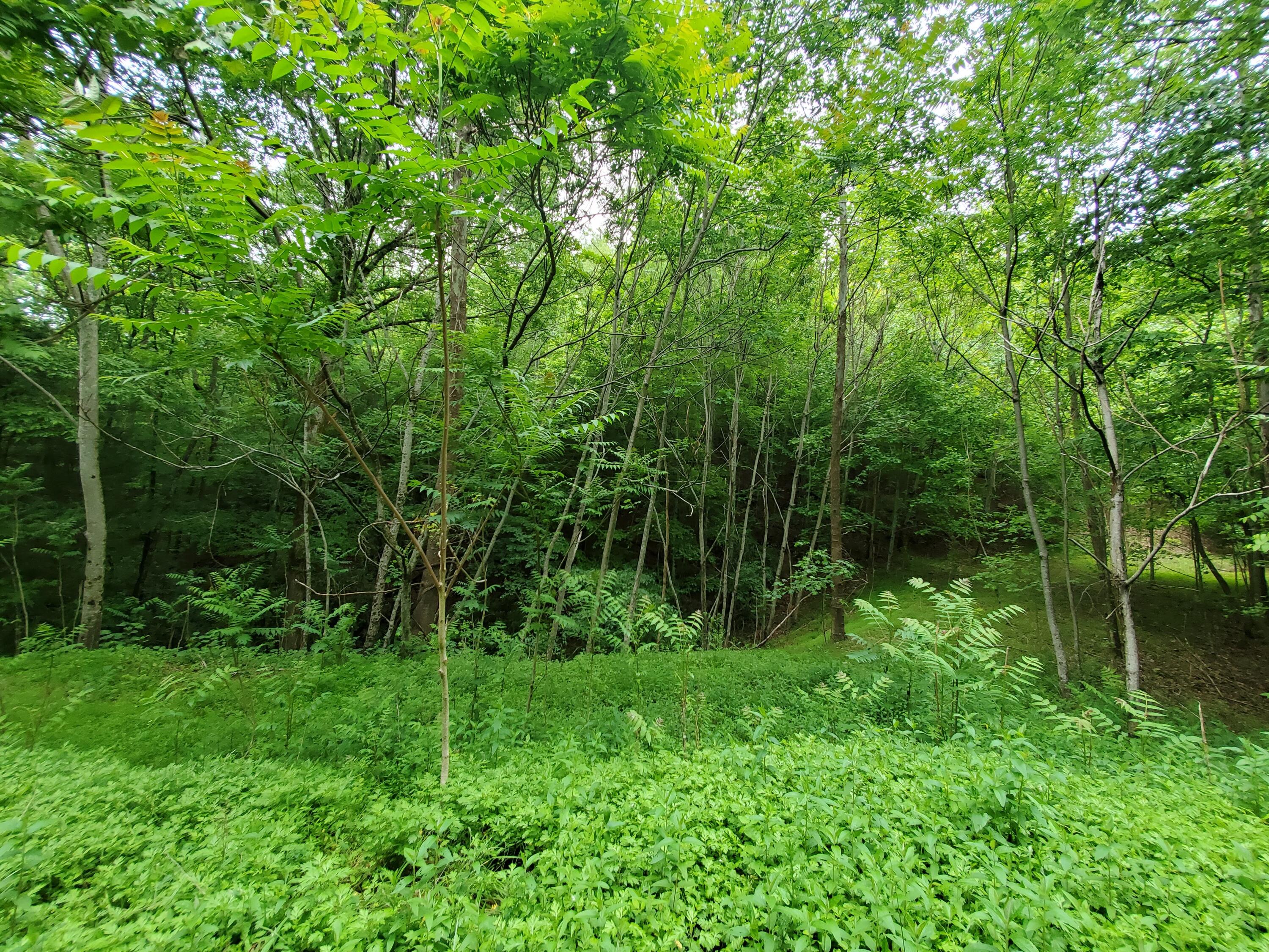 Lot 4 Bailey Hollow Road, Unit 4 Erwin, TN 37650 - Photo 8 of 21 8