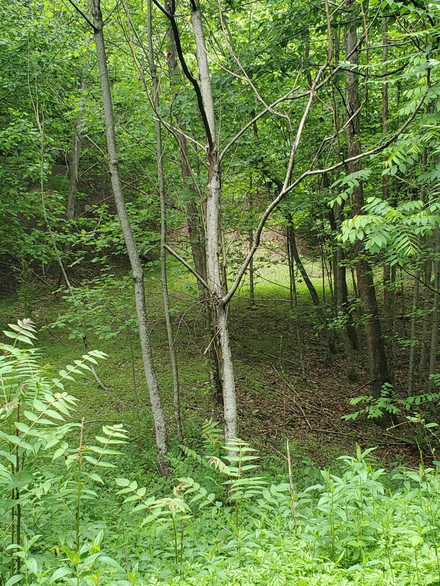 Lot 4 Bailey Hollow Road, Unit 4 Erwin, TN 37650 - Photo 10 of 21 10