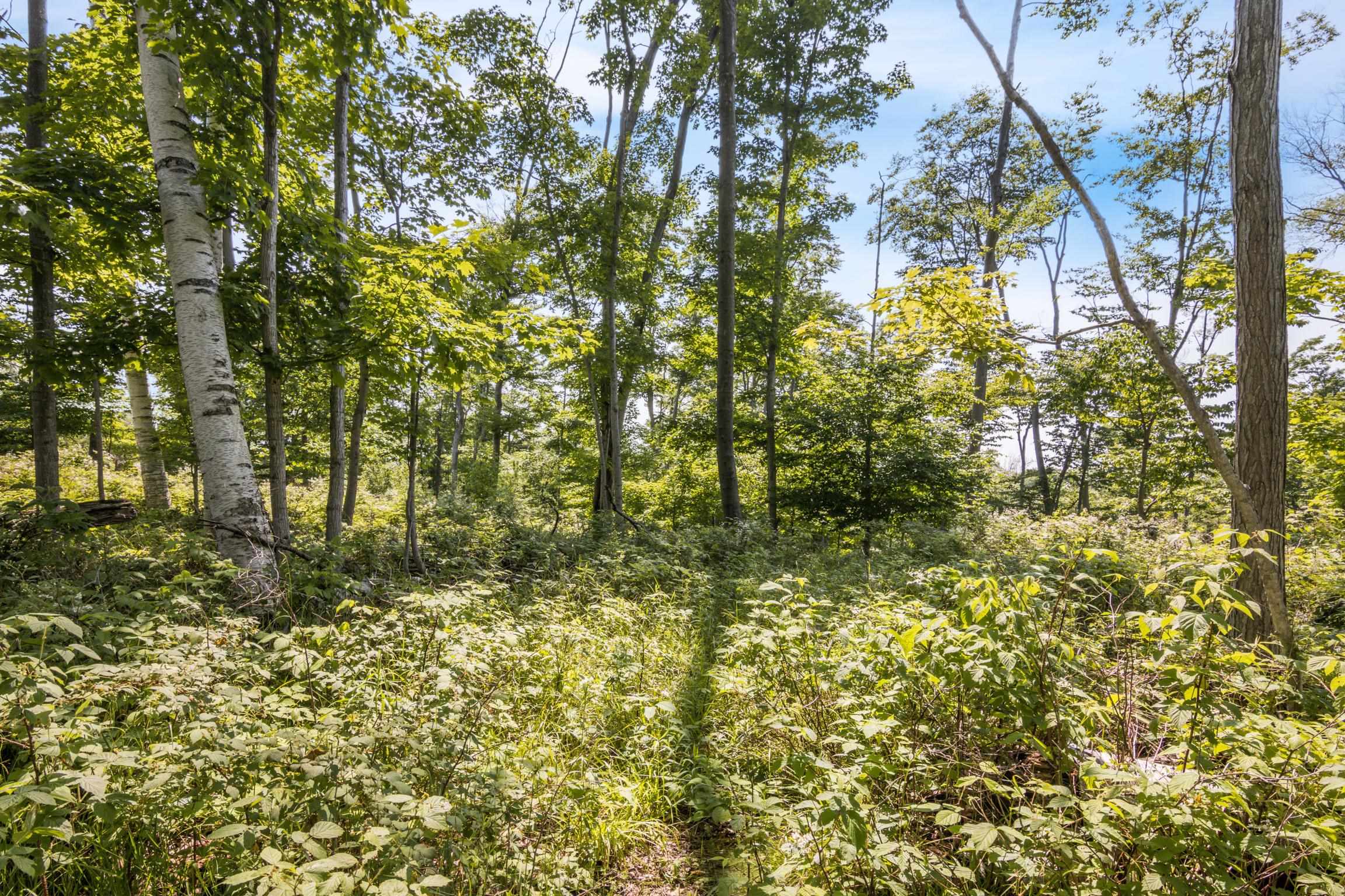 Rex Beach Road Ellsworth, MI 49729 - Photo 12 of 31 Gallery Image 12