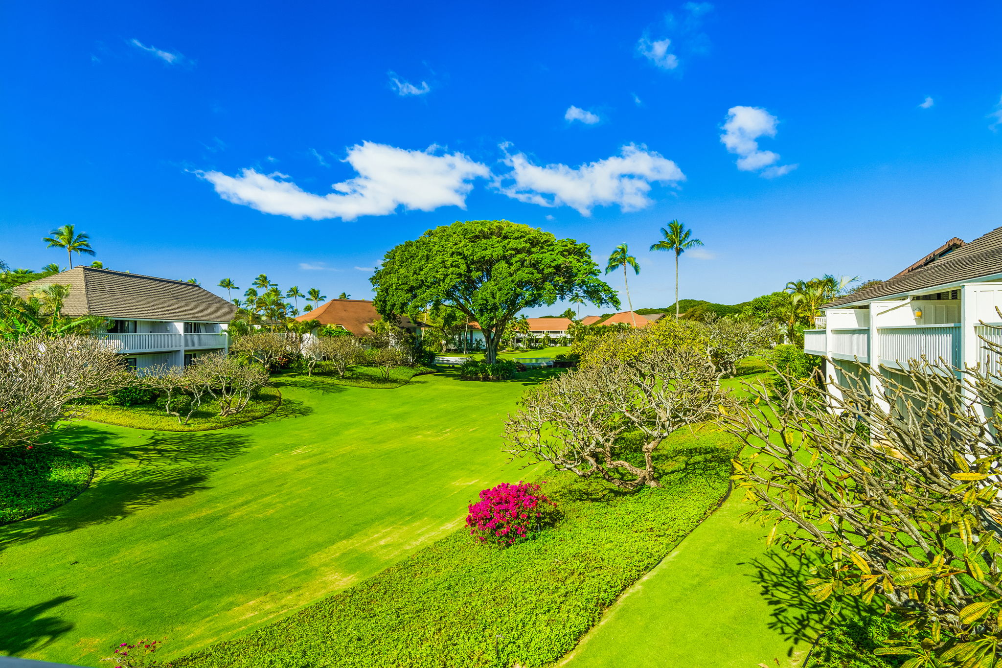 2253 Poipu Road, Unit 55 Koloa, HI 96756 - Photo 17 of 21 a view of a flower in a garden