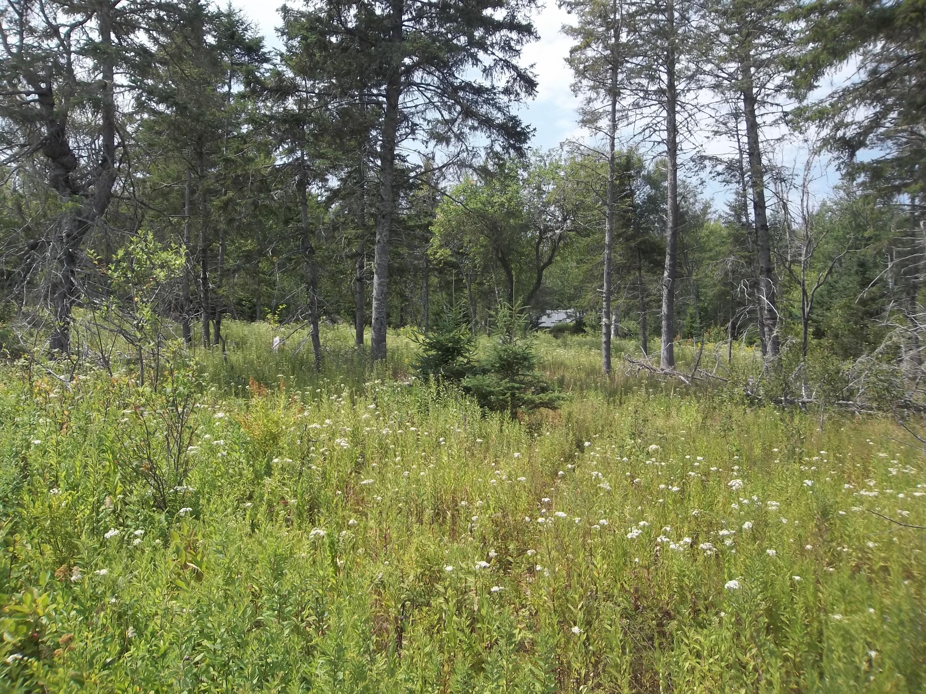 17 Indian Road Eastport, ME 04631 - Photo 8 of 12 100_2394