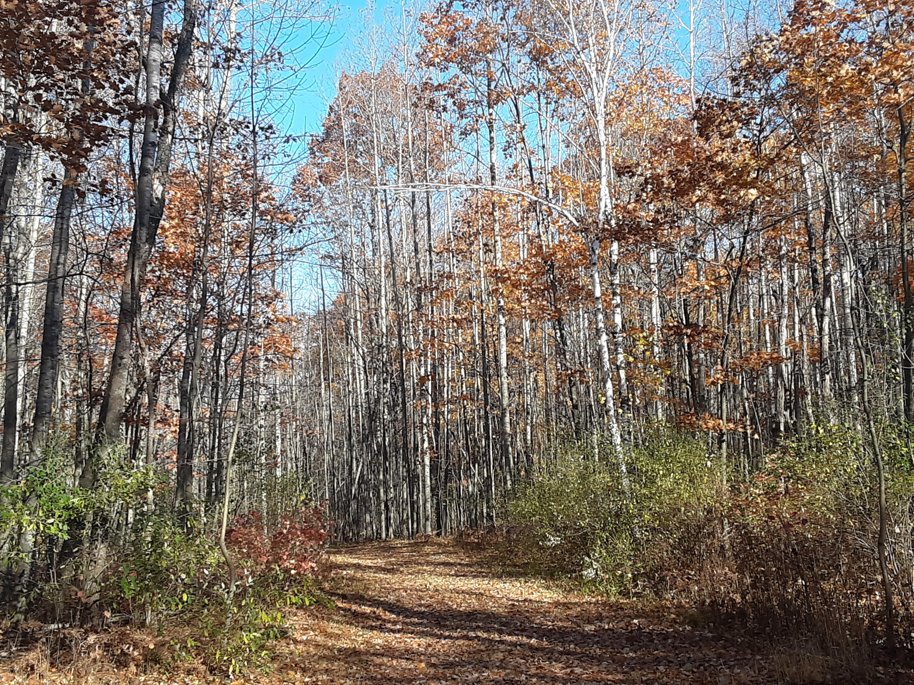 West Scott Road Ossineke, MI 49766 - Photo 8 of 15 Gallery Image 8