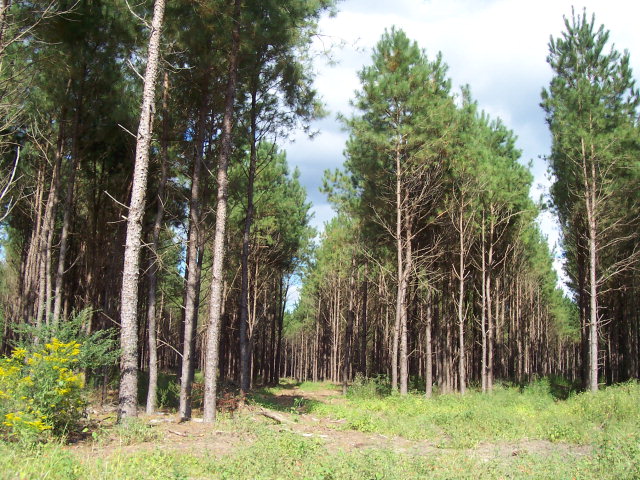 Tbd Wallace Buie Road Columbia, AL 36319 - Photo 1 of 1