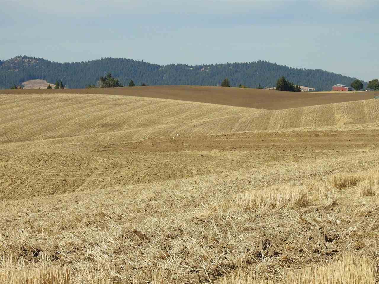 15970 South Madison Road Valleyford, WA 99036 - Photo 3 of 12