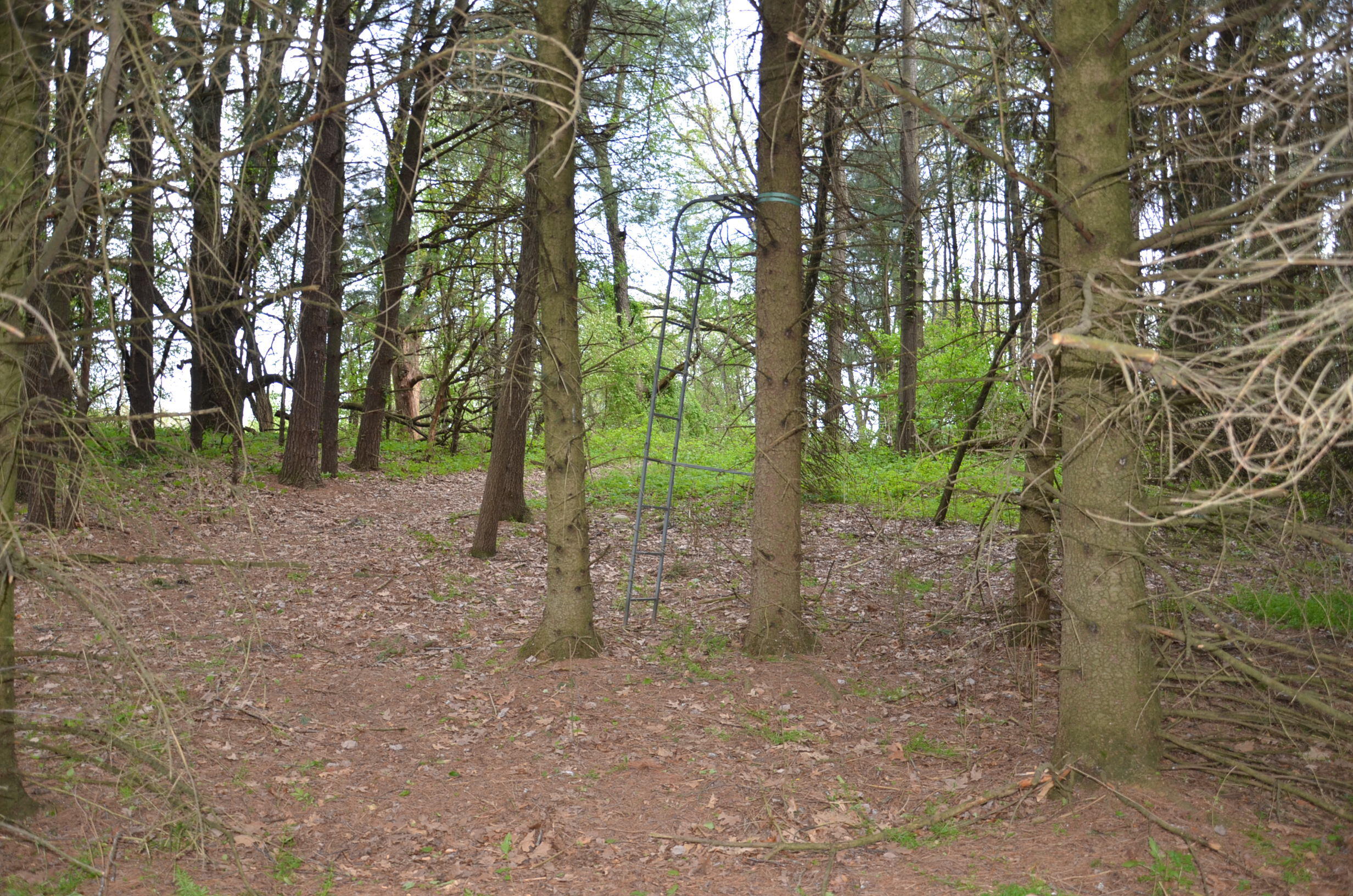 11475 Gorsline Road Battle Creek, MI 49014 - Photo 70 of 72 Woodlot 1