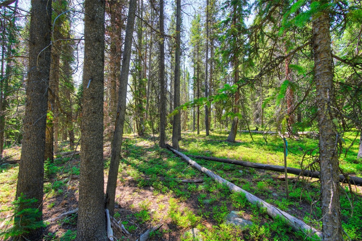 158 Bryce Estates Road Breckenridge, CO 80424 - Photo 22 of 36 a view of a yard with large trees