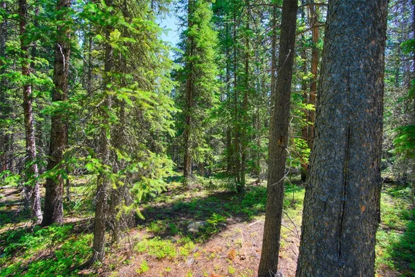 a view of a forest filled with trees