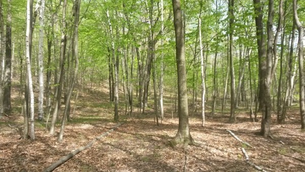 Lot 2 Mountain Road Hampden, MA 01036 - Photo 3 of 5 Gallery Image 3