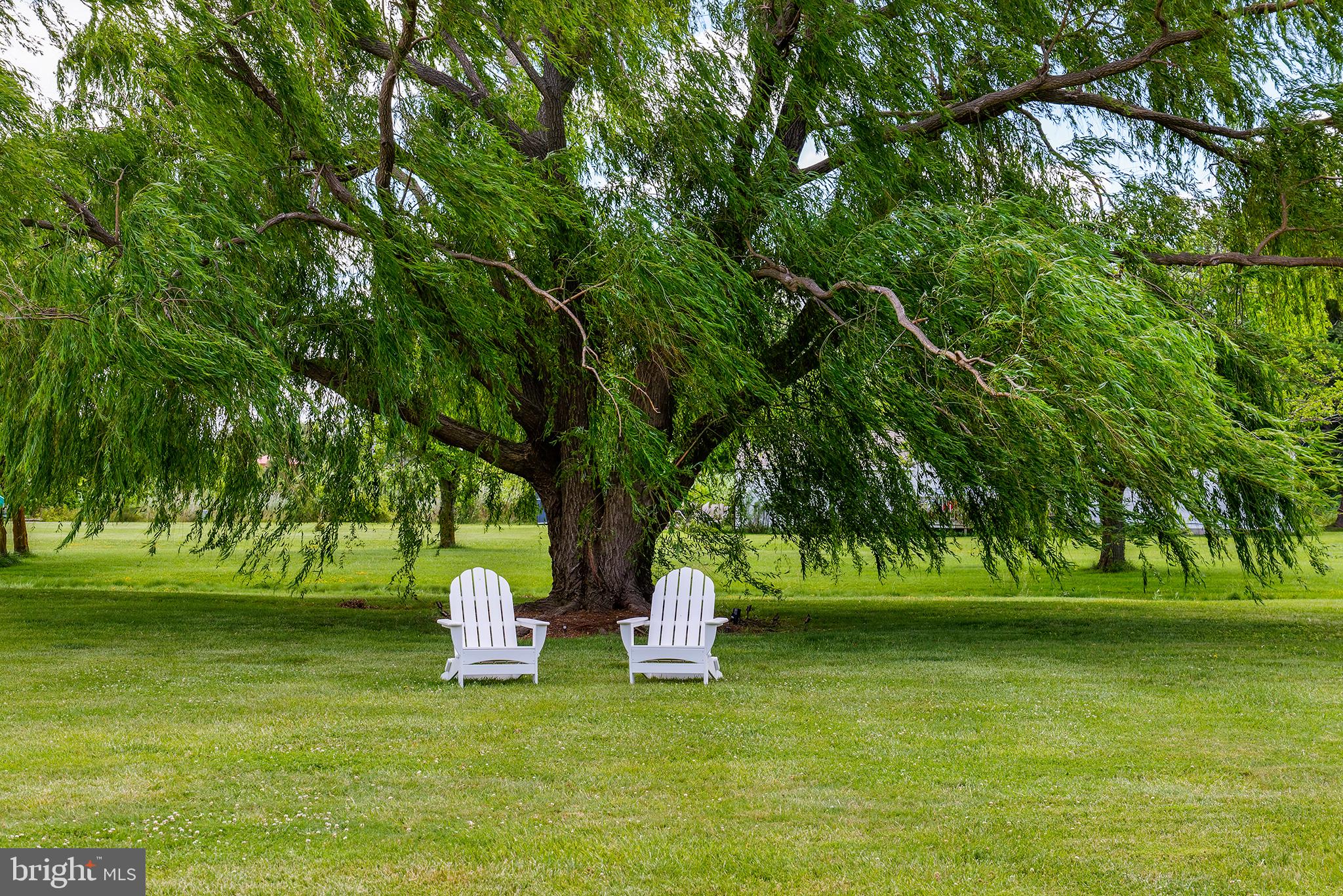 21384 Coopertown Road Tilghman, MD 21671 - Photo 24 of 25 Weeping Willow Tree