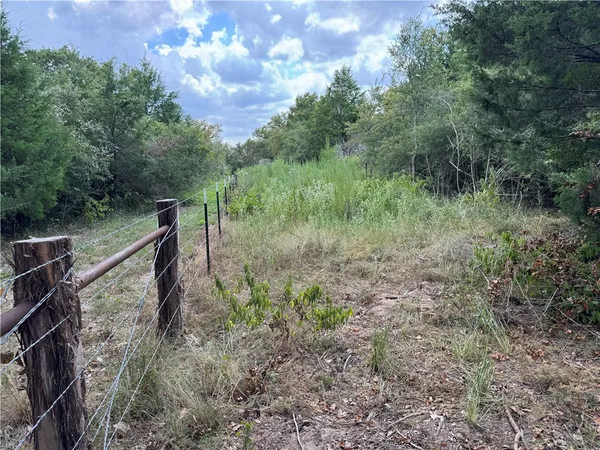 a view of a forest with trees in the background