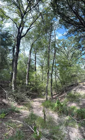 a view of a forest with trees