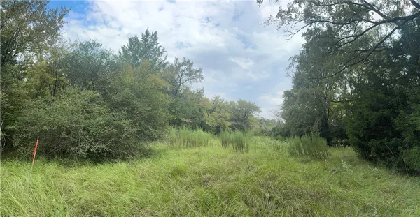 a view of a lush green forest with lots of trees