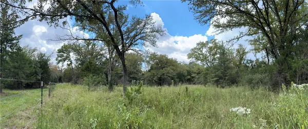 a view of a lush green forest