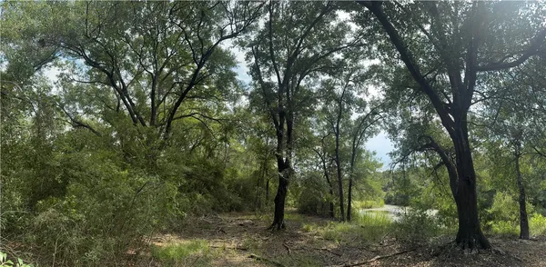 a view of a forest with trees in the background