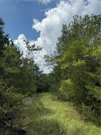 a view of a bunch of trees and bushes
