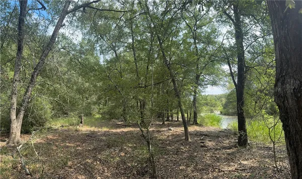 a view of a forest that has large trees