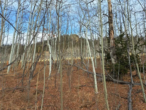 a backyard of a house with lots of trees