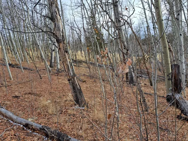 a view of a yard with trees