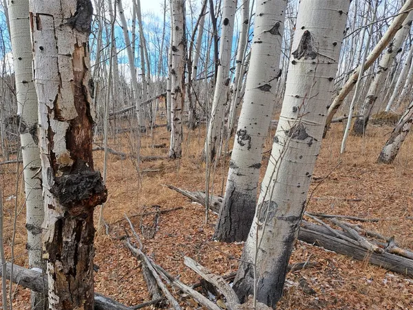 a view of a forest filled with trees