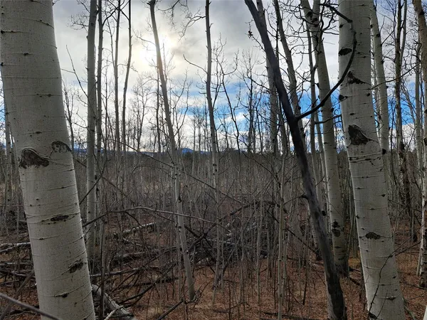 a view of a dry yard with trees