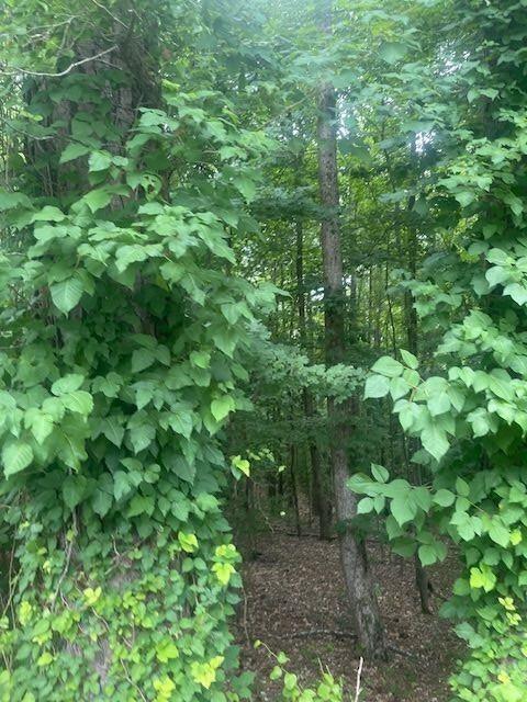 0 Butner Road Atlanta, GA 30331 - Photo 5 of 12 a view of a garden with plants