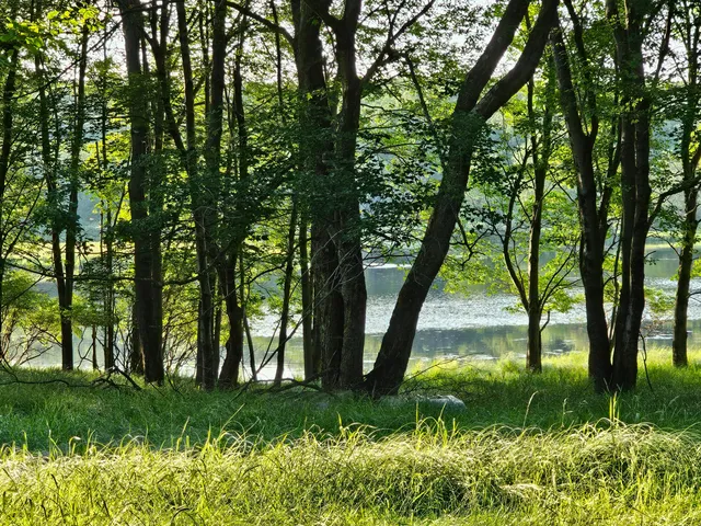 a view of swimming pool and trees in the background