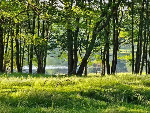 a view of a field with an ocean