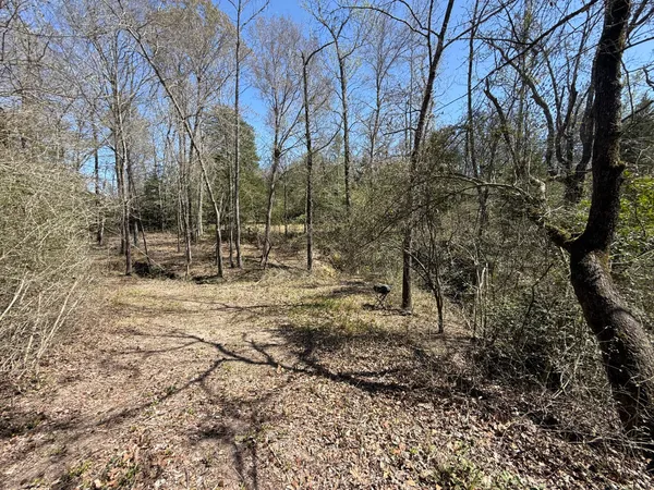 a view of a yard with trees