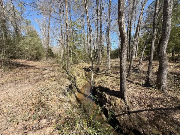 a view of a forest with trees