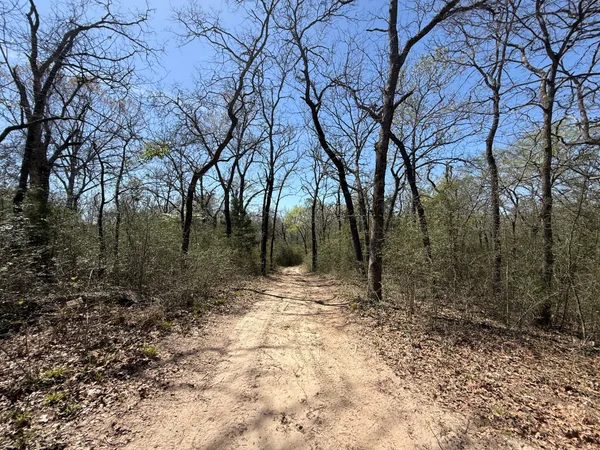a view of a forest with lots of trees