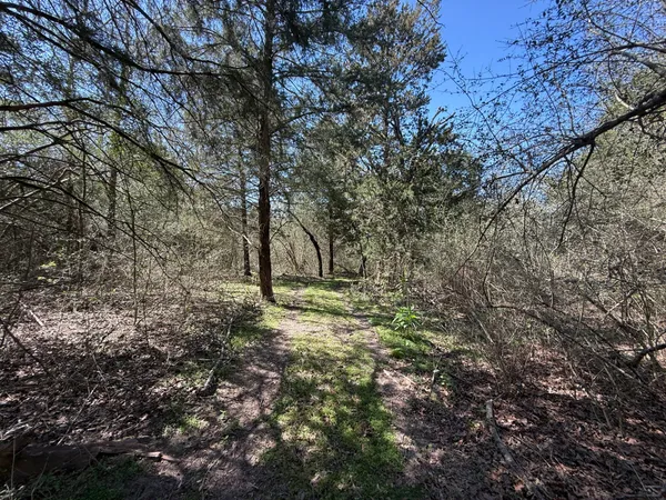 a view of backyard with large trees