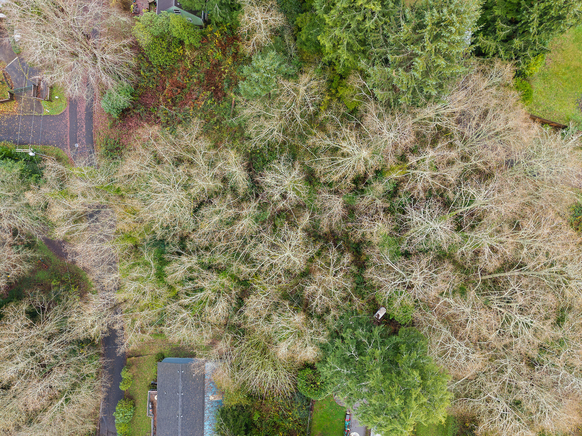 10602 I Street Nehalem, OR 97131 - Photo 7 of 14 DJI_20251207134735_0001_D